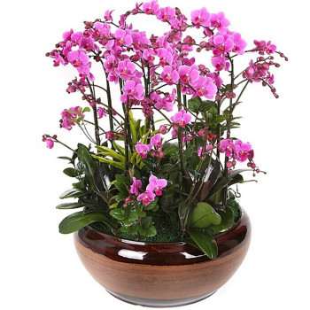 花行天下 12株紫色蝴蝶蘭【圖片 價格 品牌 報價】-京東