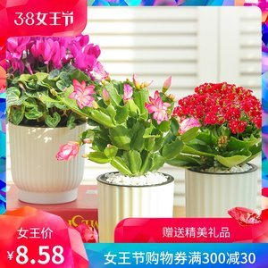 【水培花卉種子圖片】水培花卉種子圖片大全